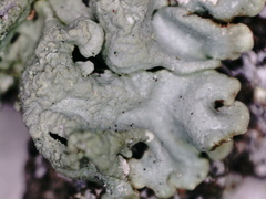 Hypogymnia farinacea