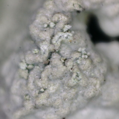 Hypogymnia farinacea