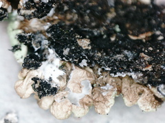 Hypogymnia farinacea