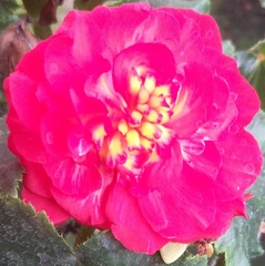 Begonia × tuberhybrida