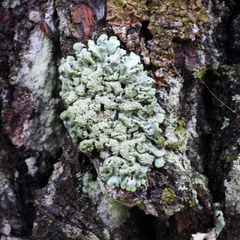 Hypogymnia farinacea