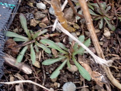 Solidago lepida salebrosa