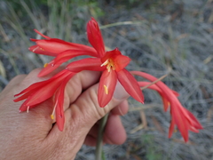 Cyrtanthus fergusoniae
