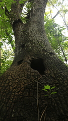 Beaucarnea