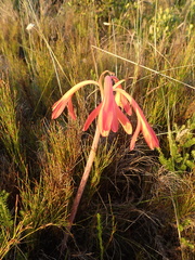 Cyrtanthus fergusoniae