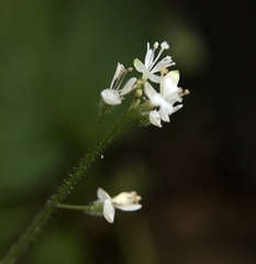 Circaea alpina