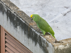 Amazona ochrocephala