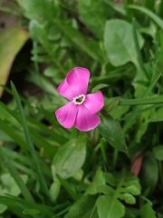 Silene pseudoatocion