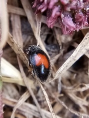 Diomus notescens