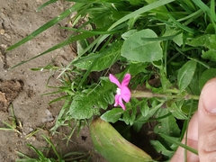 Silene pseudoatocion