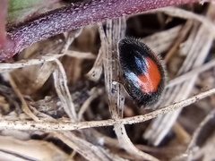 Diomus notescens