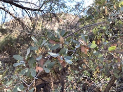 Quercus oblongifolia