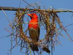 Anaplectes rubriceps