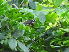 Coereba flaveola caboti