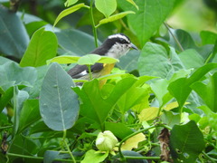 Coereba flaveola caboti