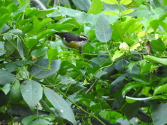 Coereba flaveola caboti