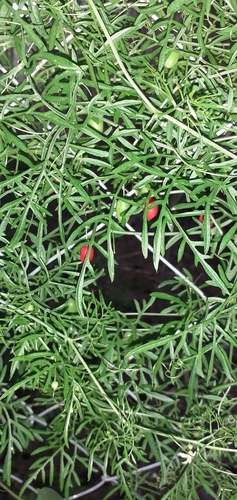 Image of Abobra tenuifolia by (c) Pablo H Capovilla, some rights reserved (CC BY)