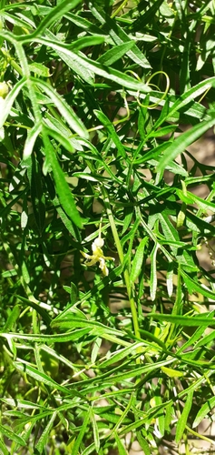 Image of Abobra tenuifolia by (c) Pablo H Capovilla, some rights reserved (CC BY)