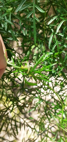 Image of Abobra tenuifolia by (c) Pablo H Capovilla, some rights reserved (CC BY)