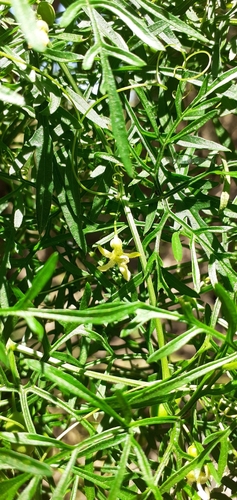 Image of Abobra tenuifolia by (c) Pablo H Capovilla, some rights reserved (CC BY)