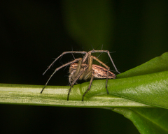 Oxyopes elegans
