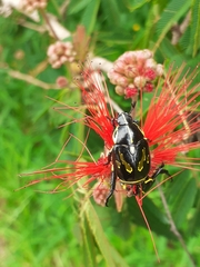 Rutela
