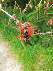 Rutela