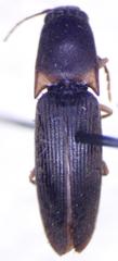 Conoderus sinaloae
