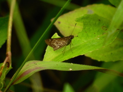 Vehilius stictomenes