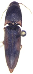 Conoderus sinaloae