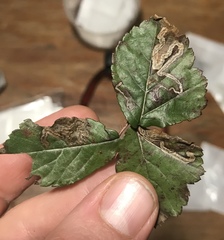 Stigmella villosella