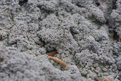 Punctelia missouriensis