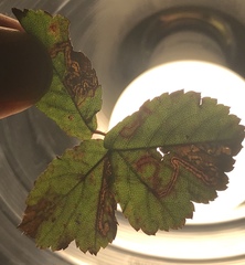 Stigmella villosella