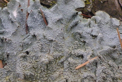 Punctelia missouriensis