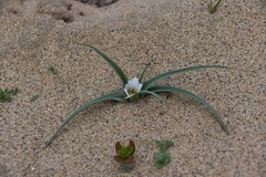 Colchicum psammophilum