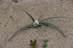 Colchicum psammophilum