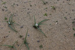 Colchicum psammophilum
