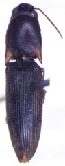 Conoderus sinaloae