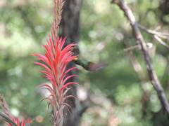 Pitcairnia