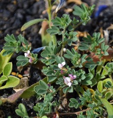 Lotus glinoides