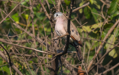 Turtur abyssinicus
