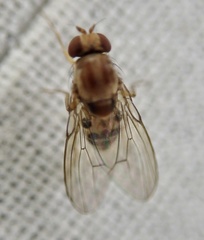Leucophenga maculata