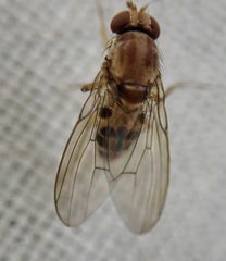 Leucophenga maculata