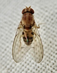 Leucophenga maculata