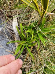 Gentianella angustifolia