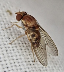Leucophenga maculata