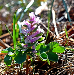 Corydalis pumila