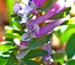 Corydalis pumila