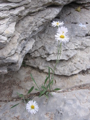 Erigeron elatus