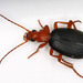Bombardier Beetles - Photo (c) Patrick Coin, some rights reserved (CC BY-SA)